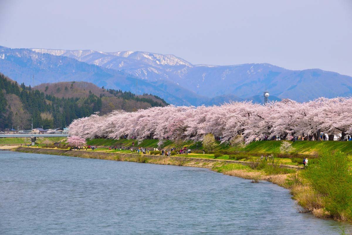 🌸 히노키나이가와 강변 녹지 공원(히노키나이가와 카센 료쿠치 코엔) 이미지 8
